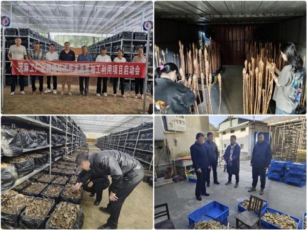 化学与药学院科技赋能陇南天麻产业  推动中医药现代化发展