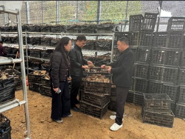 化学与药学院持续深耕陇南天麻产业 科技赋能乡村振兴